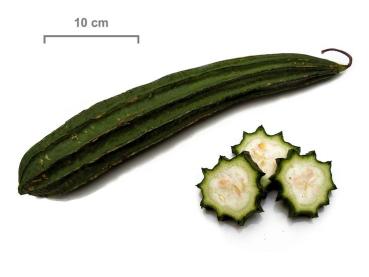 Ribbed Sponge Cucumber CH Okra Turia